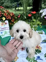 Stella, a female Poodle - Toy  for sale in Joplin, MO – 6 of 10