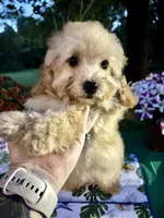 Dobby , a male Poodle - Toy  for sale in Joplin, MO – 3 of 9