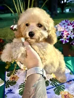 Dobby , a male Poodle - Toy  for sale in Joplin, MO – 4 of 9