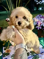 Dobby , a male Poodle - Toy  for sale in Joplin, MO – 2 of 9