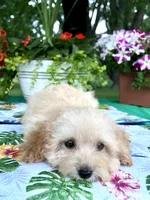 Toby, a male Poodle - Toy  for sale in Joplin, MO – 7 of 10