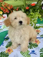 Benji, a male Poodle - Toy  for sale in Joplin, MO – 8 of 10