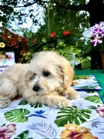 Stella, a female Poodle - Toy  for sale in Joplin, MO – 9 of 10