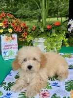 Benji, a male Poodle - Toy  for sale in Joplin, MO – 2 of 10