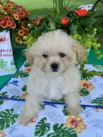 Sadie, a female Poodle - Toy  for sale in Joplin, MO – 5 of 9