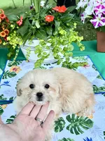 Sadie, a female Poodle - Toy  for sale in Joplin, MO – 2 of 9