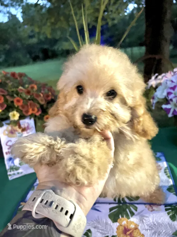 Dobby  – Poodle - Toy  puppy for sale in Joplin, MO