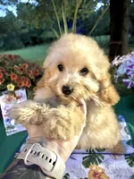 Dobby , a male Poodle - Toy  for sale in Joplin, MO – 1 of 9