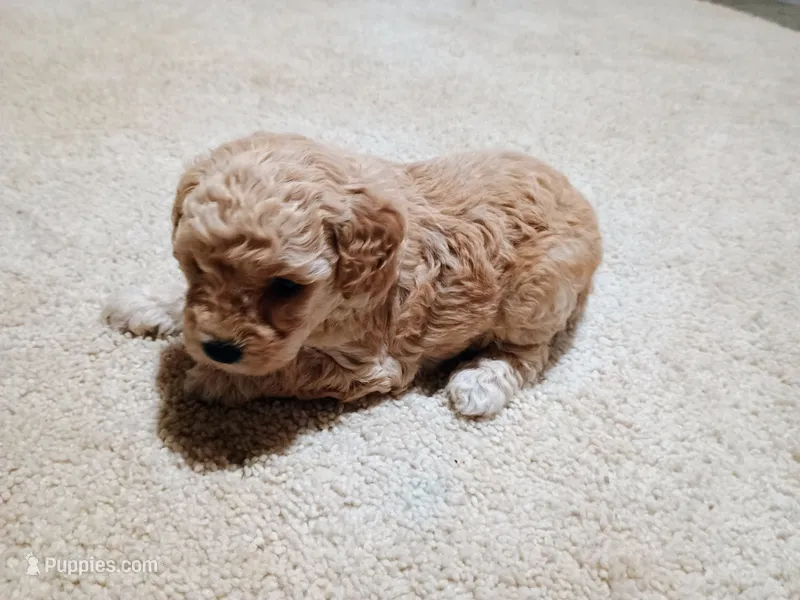 Freddy – Poodle - Miniature  puppy for sale in Wirtz, VA