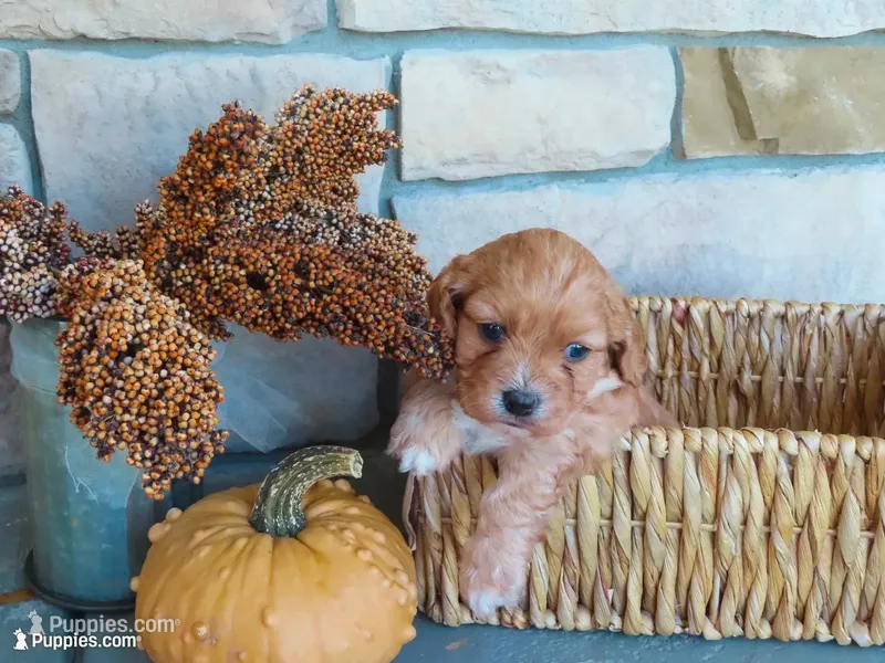 Blaze – Cavapoo puppy for sale in Wirtz, VA