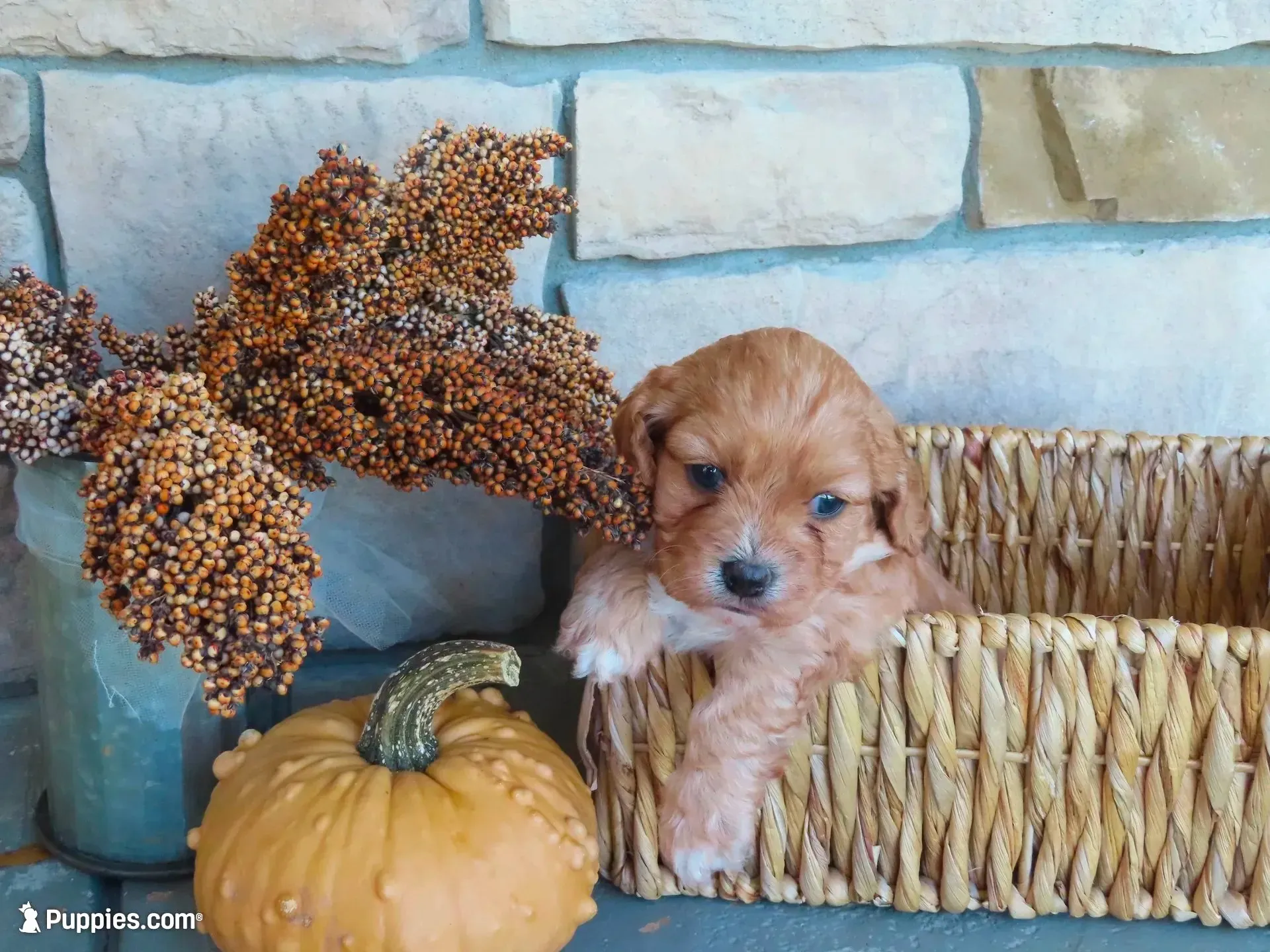 Blaze, a male Cavapoo for sale in Wirtz, VA – 1 of 6