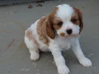 Ivy, a female Cavalier King Charles Spaniel for sale in Wirtz, VA – Photo 2 of 2