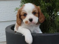 Ivy, a female Cavalier King Charles Spaniel for sale in Wirtz, VA – Photo 1 of 2