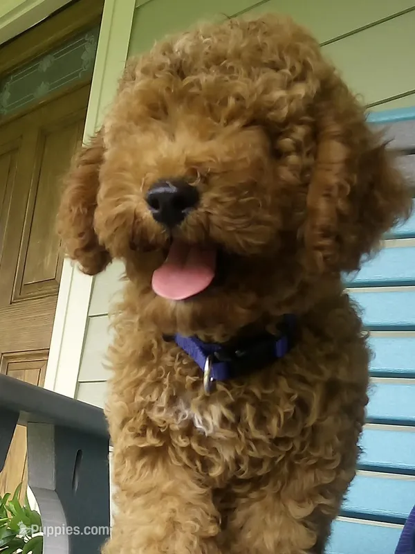 finley – Poodle - Miniature  puppy for sale in Wirtz, VA