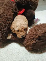 Fern, a female Poodle - Miniature  for sale in Wirtz, VA – 1 of 2