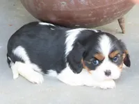 Leo, a male Cavalier King Charles Spaniel for sale in Wirtz, VA – 7 of 8