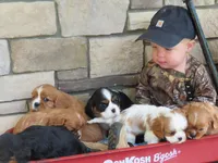 Leo, a male Cavalier King Charles Spaniel for sale in Wirtz, VA – 2 of 8