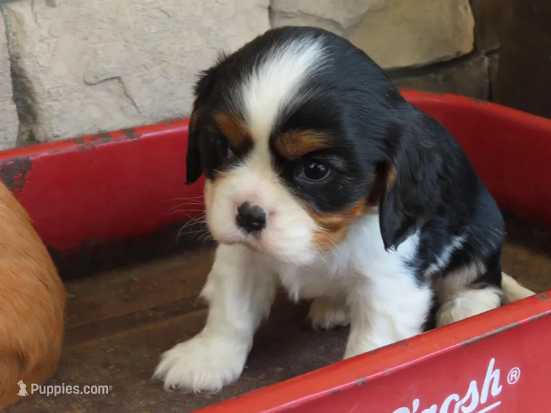Leo – Cavalier King Charles Spaniel puppy for sale in Wirtz, VA