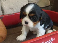Leo, a male Cavalier King Charles Spaniel for sale in Wirtz, VA – 1 of 8