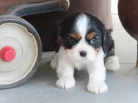 Leo, a male Cavalier King Charles Spaniel for sale in Wirtz, VA – 3 of 8