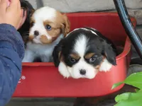 Leo, a male Cavalier King Charles Spaniel for sale in Wirtz, VA – 4 of 8
