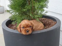 Rascal, a male Cavalier King Charles Spaniel for sale in Wirtz, VA – Photo 1 of 5