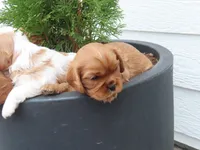 Rascal, a male Cavalier King Charles Spaniel for sale in Wirtz, VA – Photo 3 of 5