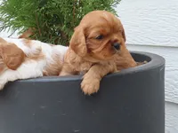 Rascal, a male Cavalier King Charles Spaniel for sale in Wirtz, VA – Photo 2 of 5