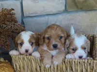 Willow, a female Cavapoo for sale in Wirtz, VA – 4 of 6