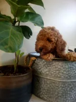 finley, a male Poodle - Miniature  for sale in Wirtz, VA – 1 of 4