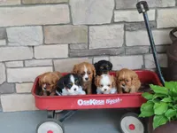 Jack, a female Cavalier King Charles Spaniel for sale in Wirtz, VA – 2 of 5