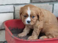 Jack, a female Cavalier King Charles Spaniel for sale in Wirtz, VA – 4 of 5