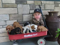 Jack, a female Cavalier King Charles Spaniel for sale in Wirtz, VA – 5 of 5