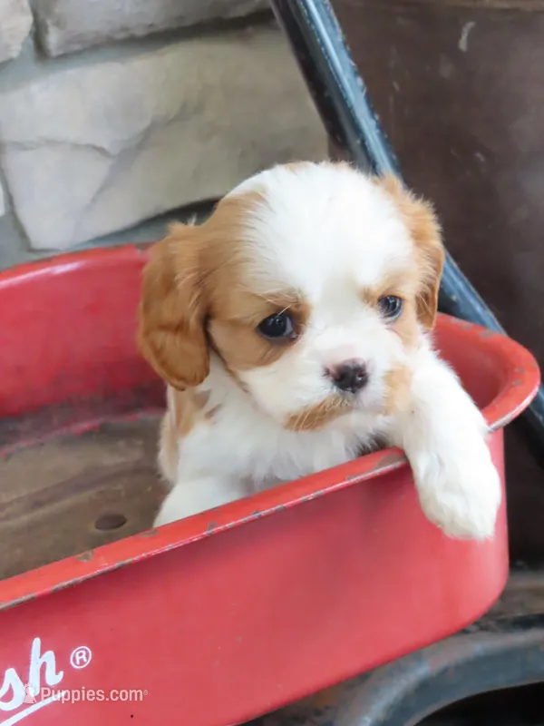 Ivy – Cavalier King Charles Spaniel puppy for sale in Wirtz, VA