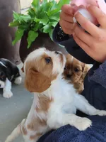 Ivy, a female Cavalier King Charles Spaniel for sale in Wirtz, VA – 3 of 6