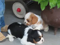 Ivy, a female Cavalier King Charles Spaniel for sale in Wirtz, VA – 5 of 6