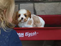 Ivy, a female Cavalier King Charles Spaniel for sale in Wirtz, VA – 4 of 6