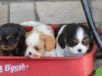 Ivy, a female Cavalier King Charles Spaniel for sale in Wirtz, VA – 2 of 6