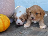 Blaze, a male Cavapoo for sale in Wirtz, VA – 2 of 6
