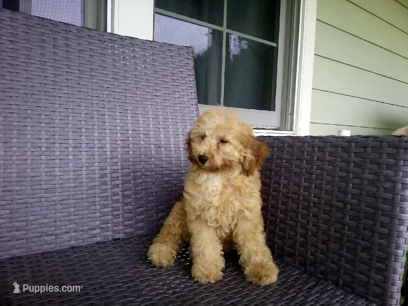 Felix – Poodle - Miniature  puppy for sale in Wirtz, VA