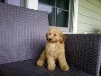 Felix, a male Poodle - Miniature  for sale in Wirtz, VA – 1 of 3