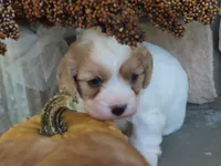 Willow, a female Cavapoo for sale in Wirtz, VA – 2 of 6