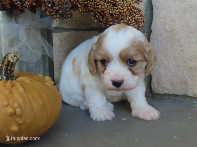 Willow – Cavapoo puppy for sale in Wirtz, VA