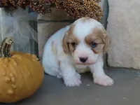 Willow, a female Cavapoo for sale in Wirtz, VA – 1 of 6