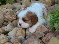 Faye, a female Cavalier King Charles Spaniel for sale in Wirtz, VA – 3 of 5