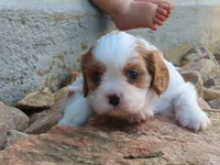 Faye, a female Cavalier King Charles Spaniel for sale in Wirtz, VA – 2 of 5