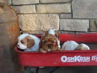 Faye, a female Cavalier King Charles Spaniel for sale in Wirtz, VA – 5 of 5