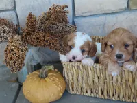 Blaze, a male Cavapoo for sale in Wirtz, VA – 6 of 6