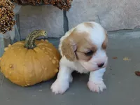 Willow, a female Cavapoo for sale in Wirtz, VA – 5 of 6