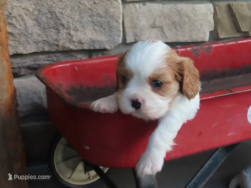 Faye – Cavalier King Charles Spaniel puppy for sale in Wirtz, VA